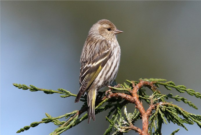 Carduelis Spinus