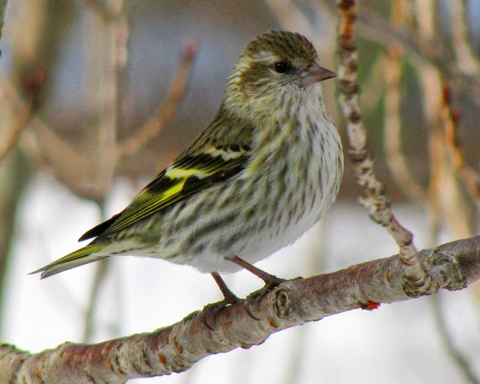 Чиж – Spinus Spinus (l., 1758)