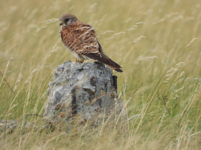 Степной орёл (Aquila nipalensis