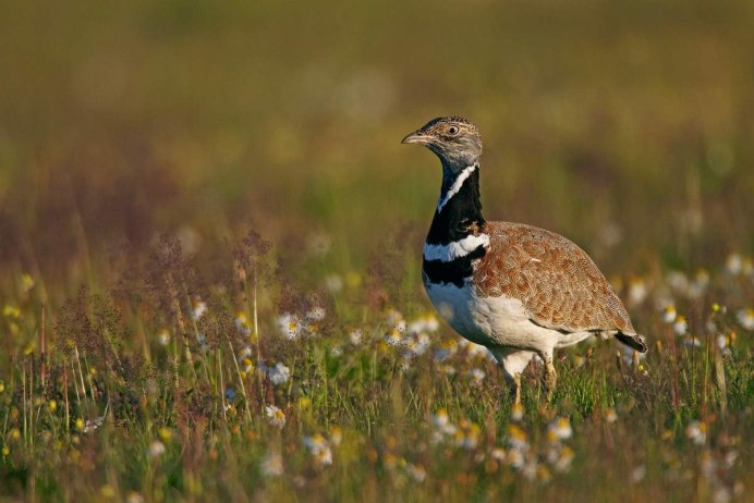 Steppe Eagle