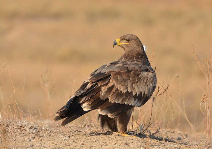 Степной орёл (Aquila nipalensis