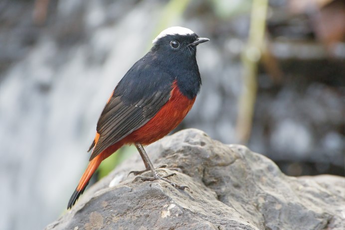 Phoenicurus ochruros