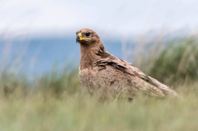 Степной орёл (Aquila nipalensis