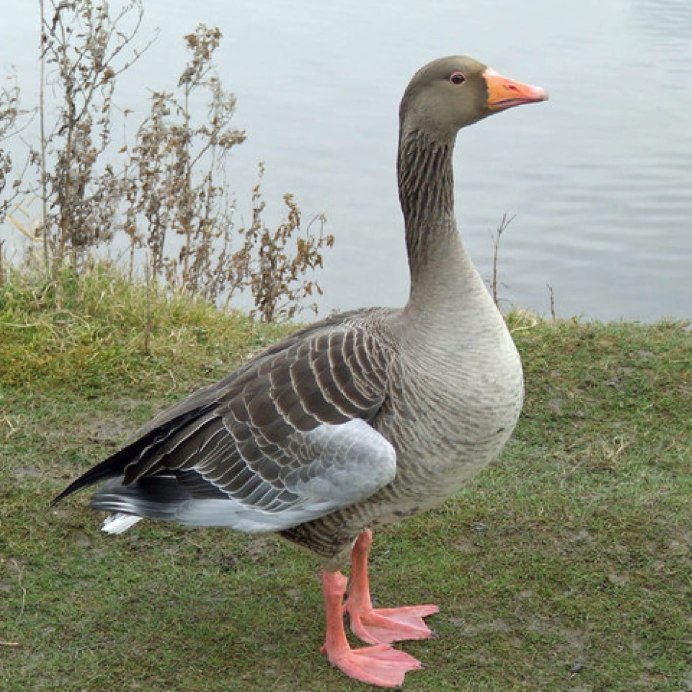 Породы диких гусей