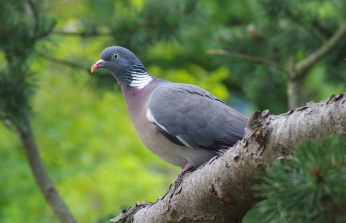 Mourning dove птица