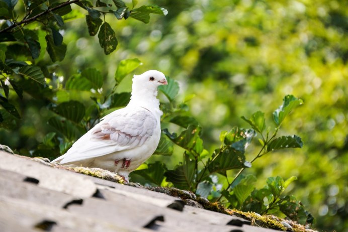 Вяхирь (Columba palumbus)