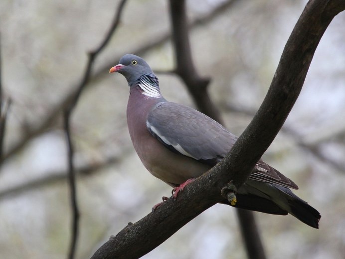 Вяхирь (Columba palumbus)