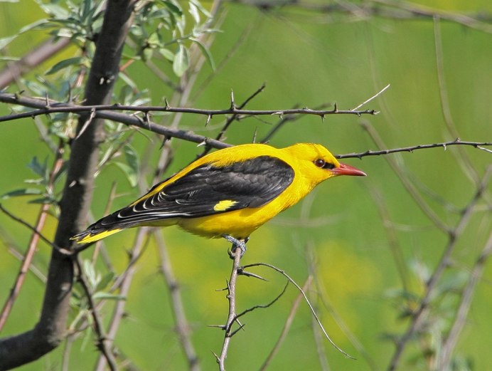 American Goldfinch птица