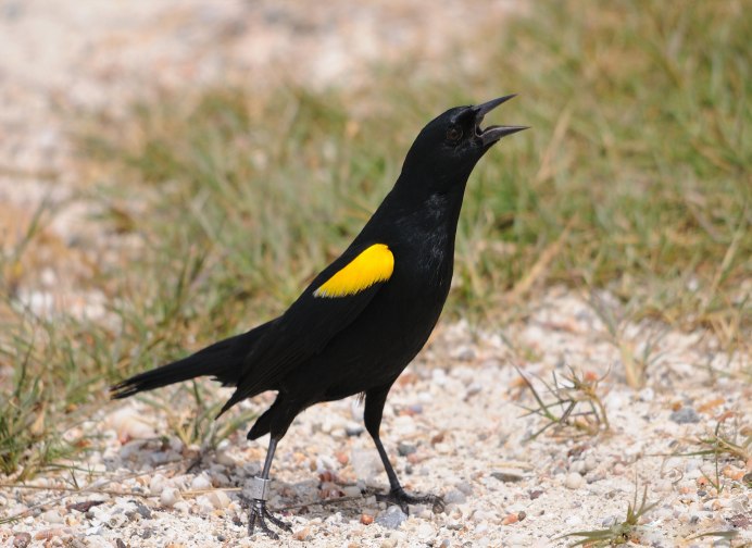 Icterus nigrogularis