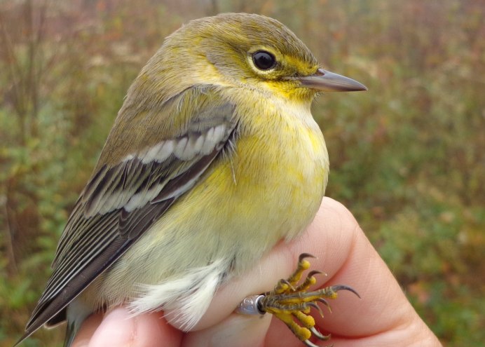 Птица Yellow Rumped Warbler