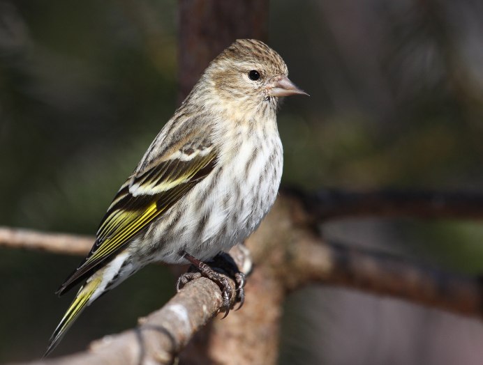 Зеленушка (Chloris Chloris)