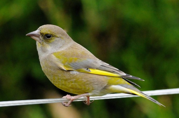 Птица Yellow Rumped Warbler