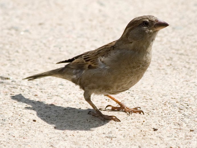 Turdus viscivorus