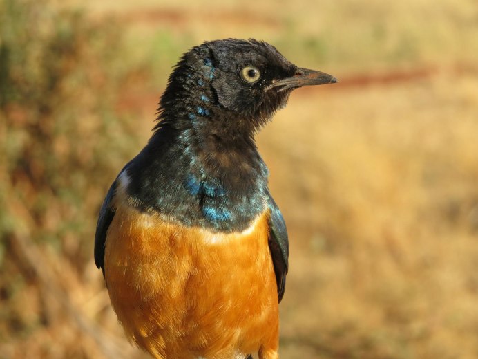 Petroica phoenicea