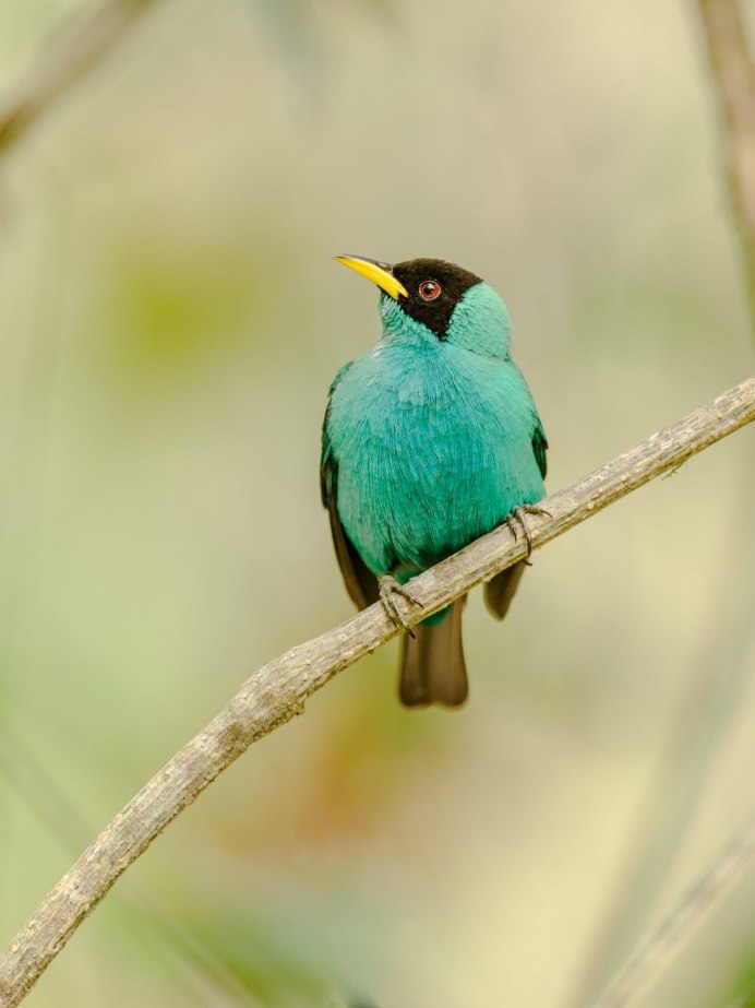 Red-billed Leiothrix