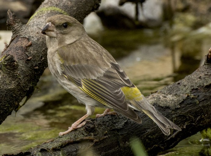 Зеленушка (Chloris Chloris)