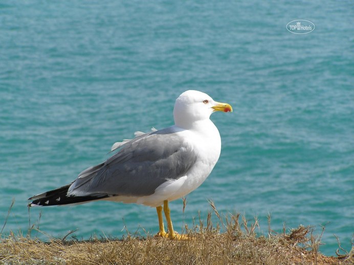Чайки на берегу моря