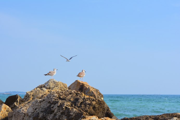 Китайская Чайка Larus saundersi