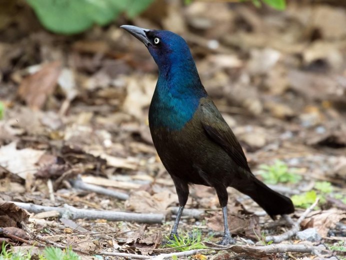 Зяблик (fringilla COELEBS)