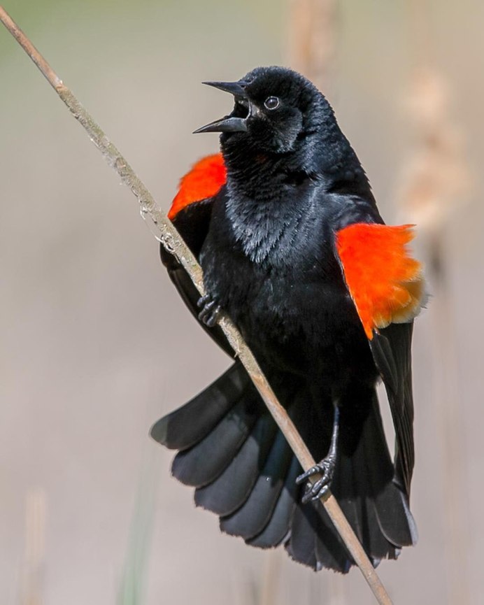 Red Bishop птица