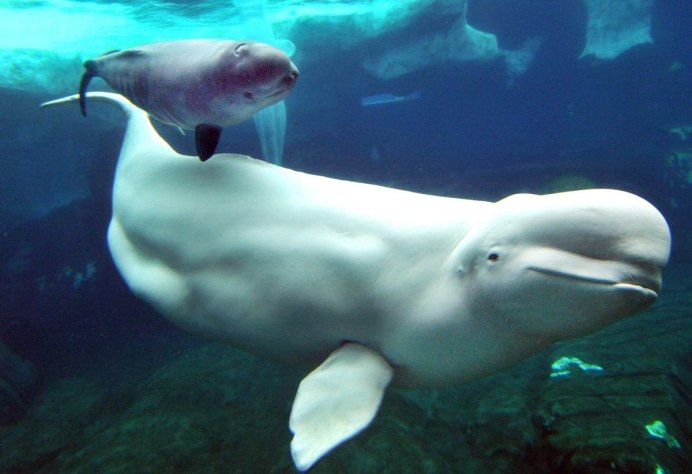 Beluga 2560x1440 Cat