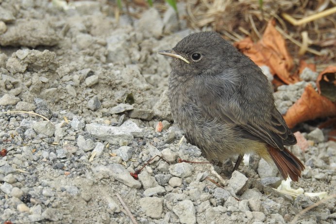 Птица Yellow Rumped Warbler
