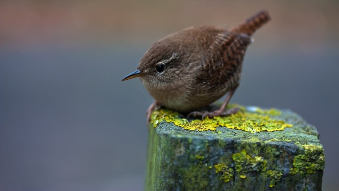 Iduna caligata