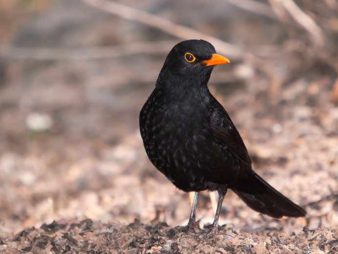 Blackbird птица черный Дрозд