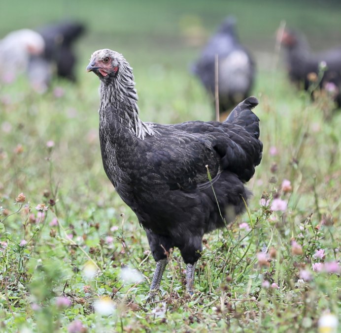 Фавероль лососевая петух