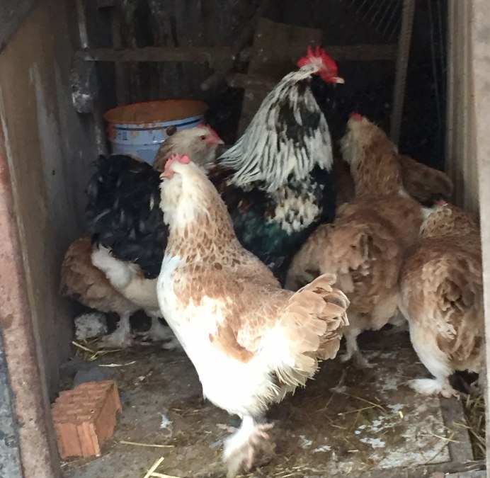 Амераукана порода кур