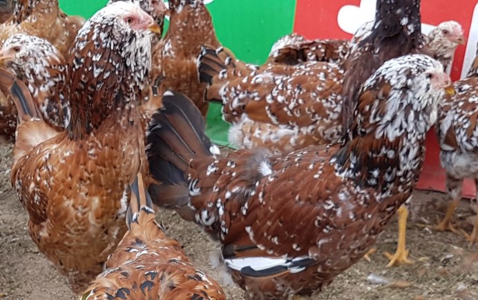 Краенкопп порода кур