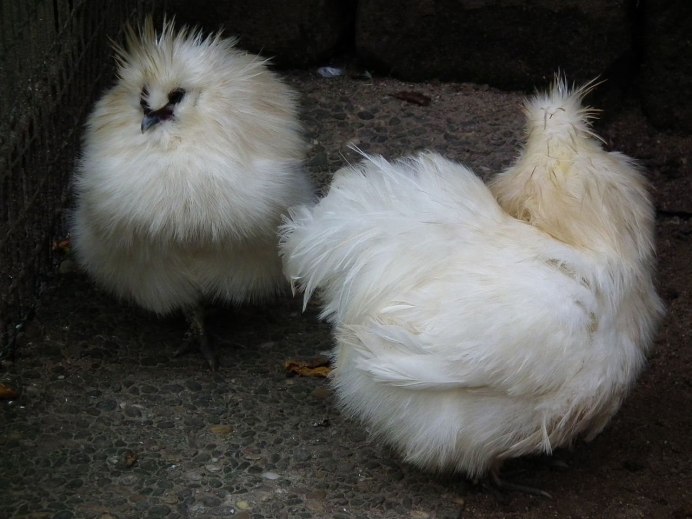 Куры пекинская бентамка