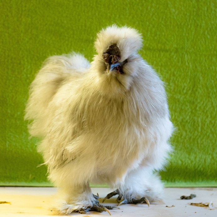 Ловенбраун курицы фото