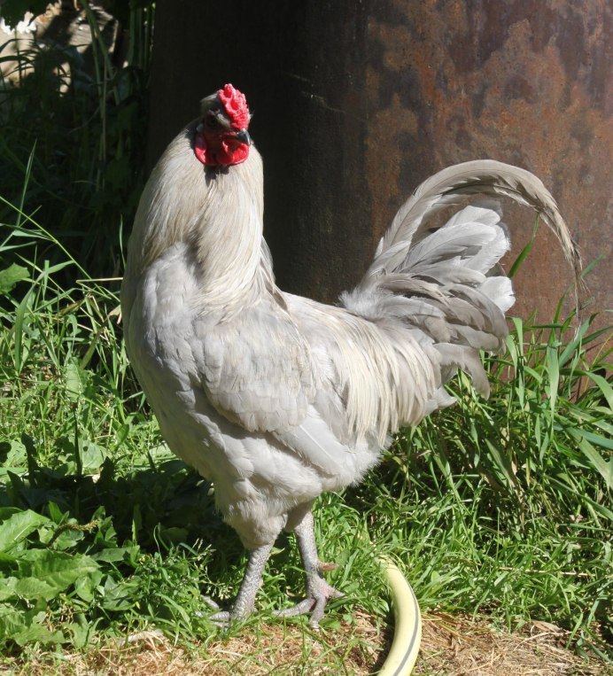 Немецкая порода кур