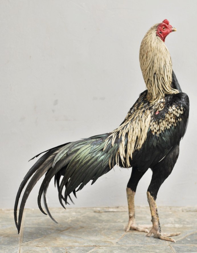 Сяошань порода кур описание и фото