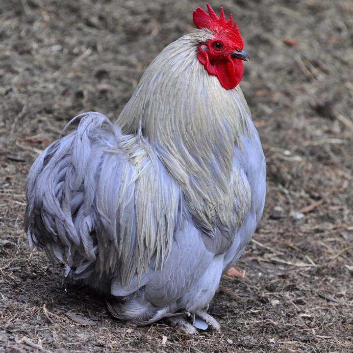 Порода кур Барбезье цыплята