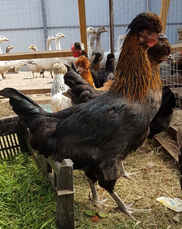 Сяошань порода кур