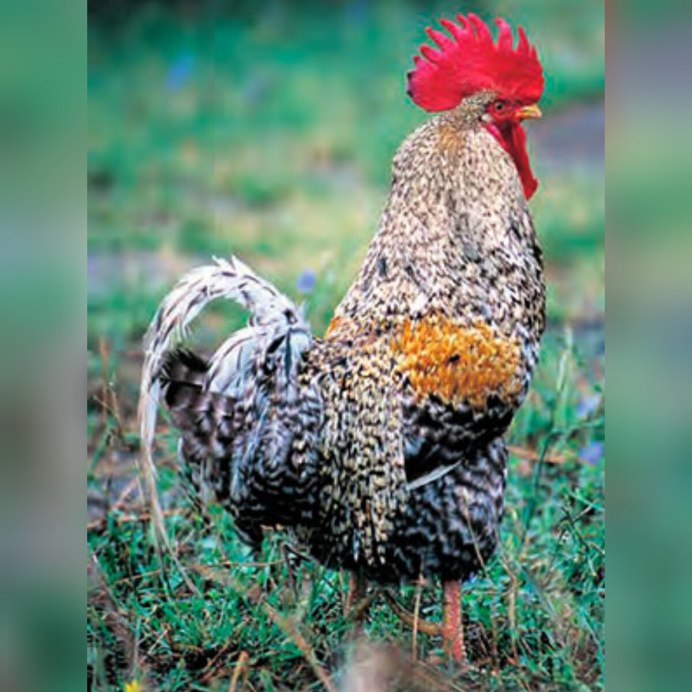 Куры с длинной шеей