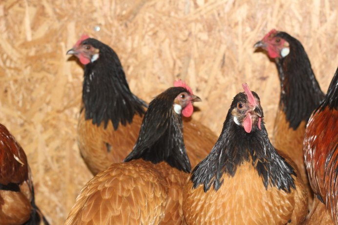 Донские куры