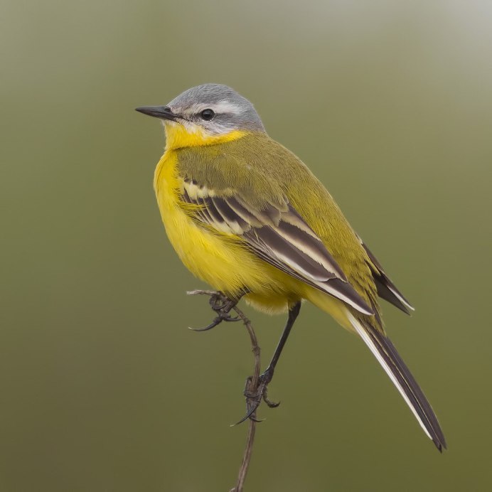 Дубровник (Emberiza aureola)