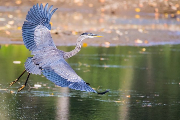 Ardea herodias