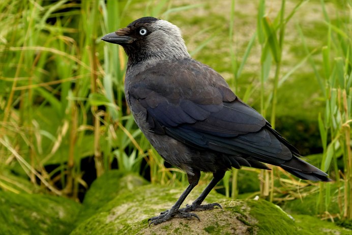 Серая ворона – Corvus cornix