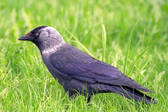 Галка обыкновенная ‒ Corvus monedula