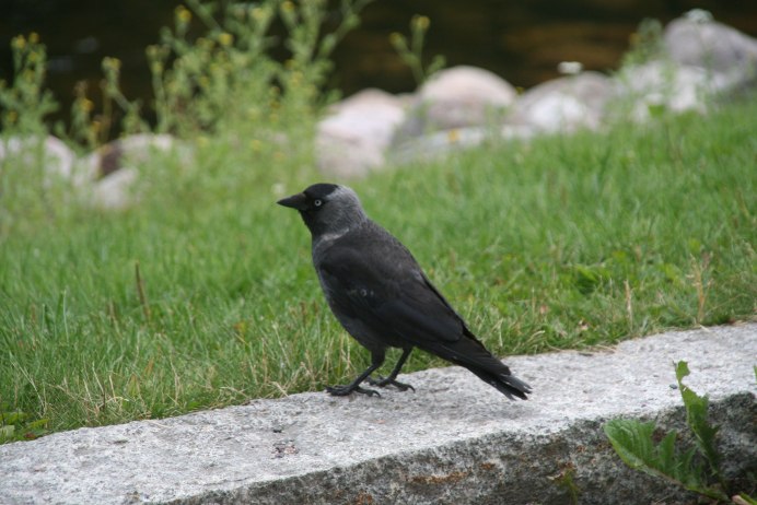 Галка (Coloeus monedula)