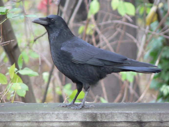 Corvus cornix Russia