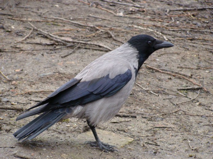 Галка (Corvus monedula)