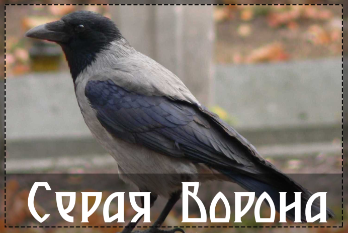 Клюв птицы ворона