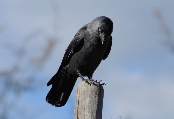 Галка обыкновенная ‒ Corvus monedula