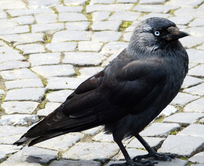 Галка (Corvus monedula)