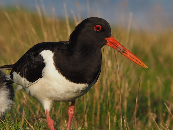 Кулик-сорока Haematopus ostralegus
